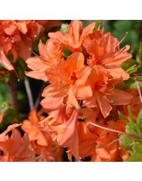 Rhododendron, Azalea 'Mandarin Lights'