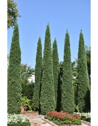 Juniperus, Virginian Juniper 'Taylor' (Large)