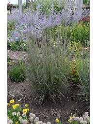 Schizachyrium, Little Bluestem 'Smoke Signal'