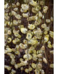 Salix, Pussy Willow 'Weeping'