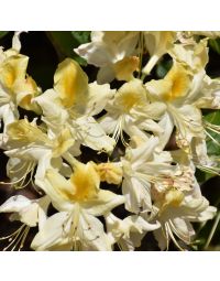 Rhododendron, Azalea 'Northern Hi-Lights'