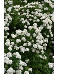 Spiraea, Birchleaf Spirea 'Tor'