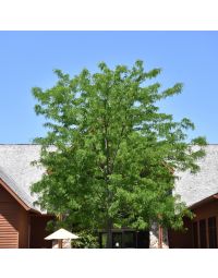 Gleditsia, Thornless Honeylocust 'Skyline®' (Large Sizes)