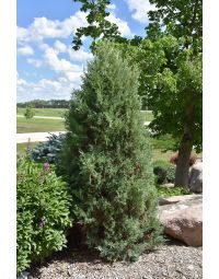 Juniperus, Rocky Mountain Juniper 'Medora' (Large)