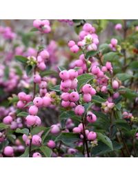 Symphoricarpos, Coralberry 'First Editions® Candy™'