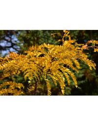 Gleditsia, Thornless Honeylocust 'Northern Acclaim®' (Large)