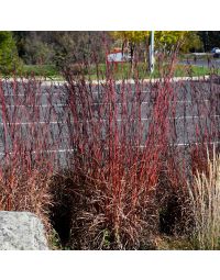 Andropogon gerardii, Big Bluestem 'Red October'