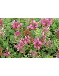 Sedum, Two-Row Stonecrop 'John Creech'