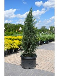 Juniperus, Rocky Mountain Juniper 'Blue Arrow'