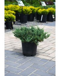 Juniperus, Creeping Juniper 'Blue Chip'