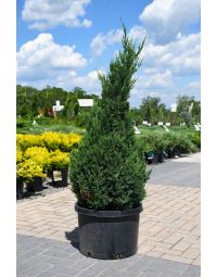 Juniperus, Chinese Juniper 'Blue Point'