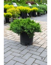 Juniperus, Savin Juniper 'Broadmoor'