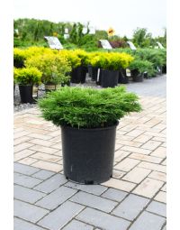 Juniperus, Savin Juniper 'Calgary Carpet®'