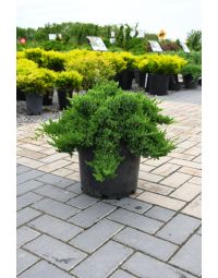 Juniperus, Garden Juniper 'Dwarf Japanese'