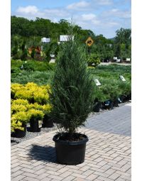 Juniperus, Rocky Mountain Juniper 'Sky Rocket'