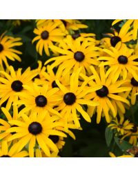 Rudbeckia, Black-Eyed Susan 'Deamii'