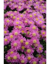 Aster, 'Kickin® Carmine Red'