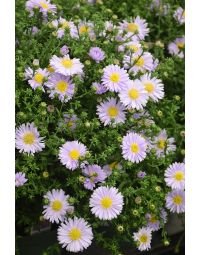 Aster, 'Kickin® Lavender'