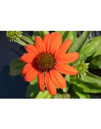 Echinacea, Coneflower 'Kismet® Intense Orange'