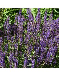 Salvia, Meadow Sage 'Blue By You'