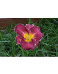 Hemerocallis, Purple Daylily 'Bettylen'