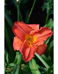 Hemerocallis, Orange Daylily 'South Seas'