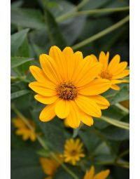 Heliopsis, Common Ox-Eye 'Minnesota Native'