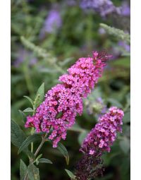 Buddleia, Butterfly Bush 'Buzz™ Velvet'