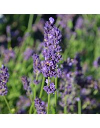 Lavender (Herb)