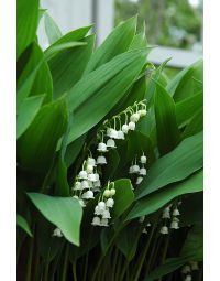 Convallaria, Lily Of The Valley