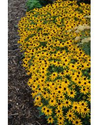 Rudbeckia, Sullivant's Coneflower 'Little Goldstar'