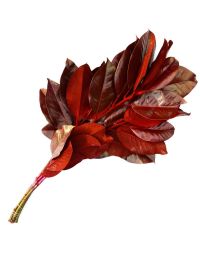 Branches, Magnolia Leaves, Dipped 'Red'