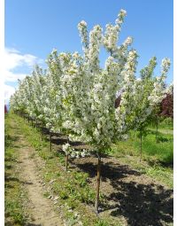 Malus, Crabapple Flowering 'Dolgo' (Large)