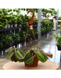 Maranta Red