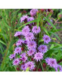 Liatris, Meadow Blazingstar 'Minnesota Native'