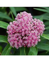 Asclepias, Swamp Milkweed 'Minnesota Native'