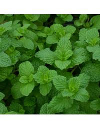 Mint, Mojito (Herb)