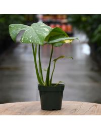 Monstera Deliciosa 'Thai Constellation'