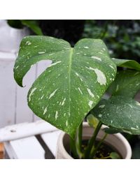 Monstera Deliciosa 'Thai Constellation'