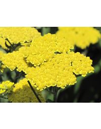 Achillea, Common Yarrow, 'Moonshine'