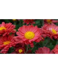 Chrysanthemum, Hardy Mum, 'Mammoth™ Red Daisy'