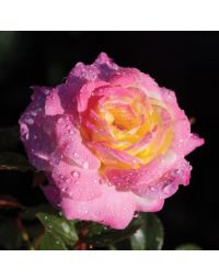 Rosa, Shrub Rose 'Easy Elegance® Music Box'