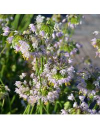 Allium, Nodding Pink Onion 'Minnesota Native'