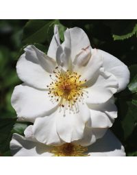 Rosa, Shrub Rose 'Easy Elegance® Oscar Peterson™'