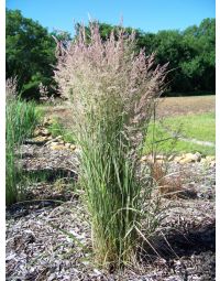 Calamagrostis, Feather Reed Grass 'Overdam'