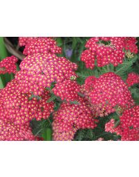 Achillea, Common Yarrow 'Paprika'