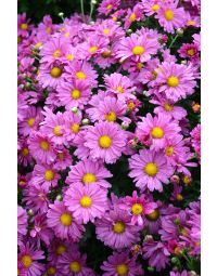 Chrysanthemum, Hardy Mum, 'Mammoth™ Lavender Daisy'