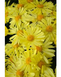 Chrysanthemum, Hardy Mum, 'Mammoth™ Yellow Quill'