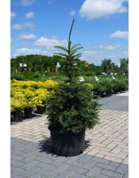 Picea, White Spruce 'Black Hills'