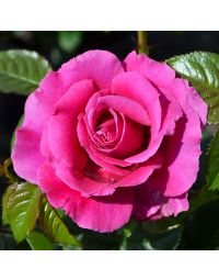 Rosa, Tea Rose 'Pretty Lady Rose™'